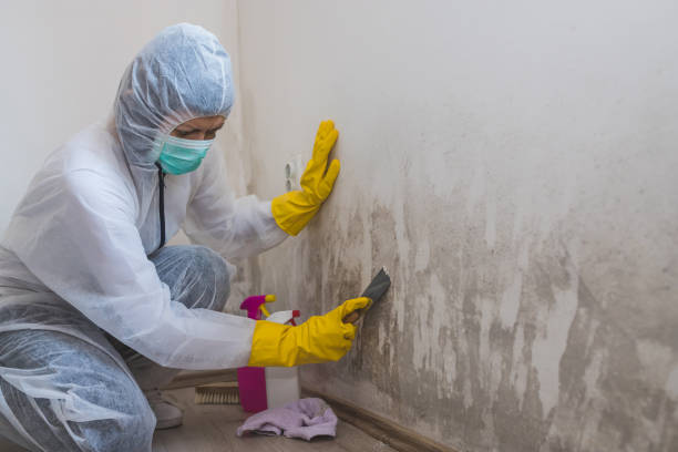 Best Attic Mold Removal  in Haskins, OH