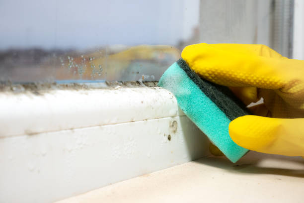 Best Certified Mold Removal  in Haskins, OH