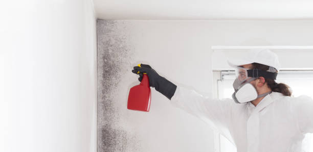 Best Mold Cleaning Services  in Haskins, OH