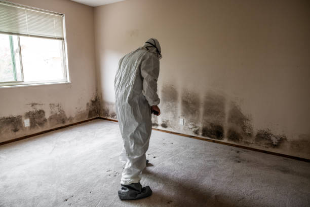 Best Crawl Space Mold Removal  in Haskins, OH