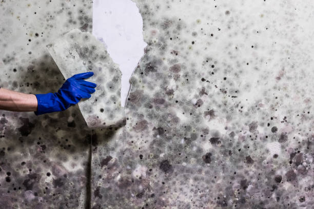 Best Fast Mold Removal  in Haskins, OH