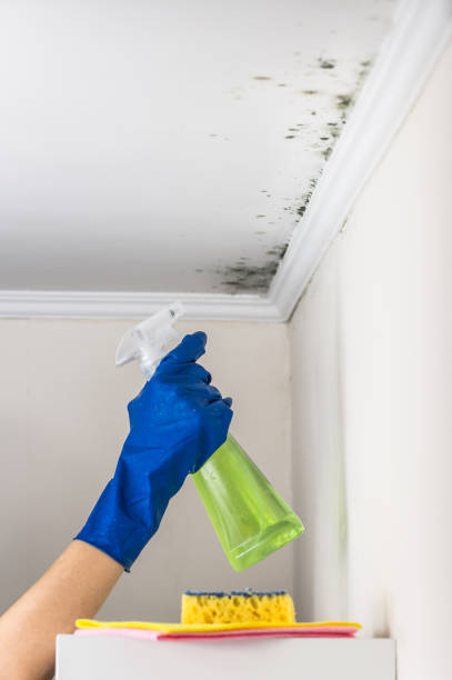 Mold Removal Process in Haskins, OH